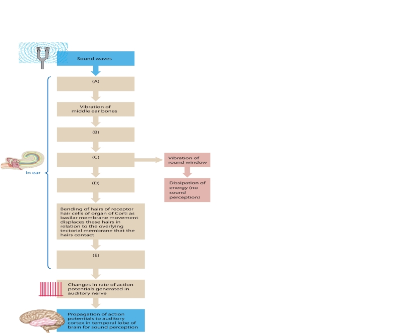    The following questions refer to the accompanying diagram of the pathway for sound transduction. Five of the division have been removed and replaced with letters A-E. Match the letter with list of missing terms below to complete the diagram. -fluid movement within cochlea