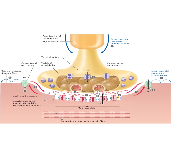    The accompanying figure relates to events at the neuromuscular junction. Match the steps highlighted in the figure (steps 1-9)  with the statements using the letter key below. -action potential triggers opening of voltage-gated calcium channels in motor neuron axon terminal A) Step 1 B) Step 2 C) Step 3 D) Step 4 E) Step 5 F) Step 6 G) Step 7 H) Step 8 I) Step 9