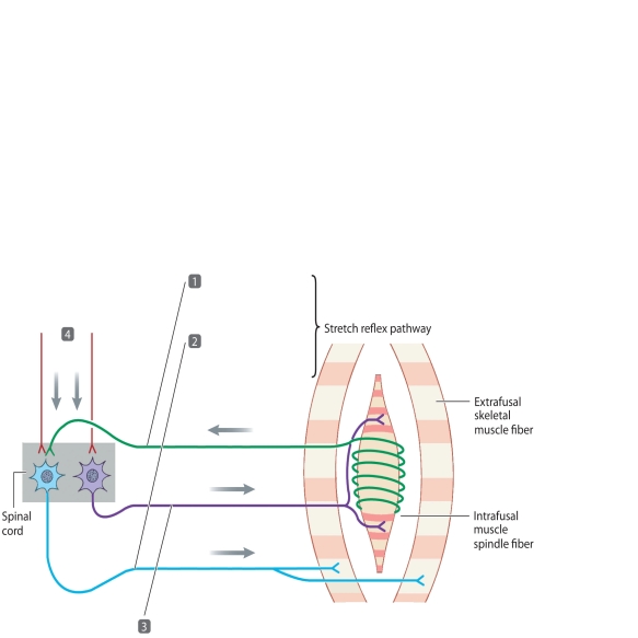    The accompanying figure relates to pathways involved in stretch reflex. Match the steps highlighted in the figure (steps 1-4)  with the statements using the letter key below. -Co-activation of alpha and gamma motor neurons A) Step 1 B) Step 2 C) Step 3 D) Step 4