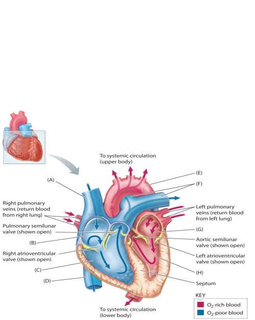 MATCHING: ART     The following questions refer to the accompanying diagram of the heart. Eight structures (vessels or chambers) labels have been removed and replaced with letters A-H. Match the letter with list of missing terms below to complete the diagram. -left atrium