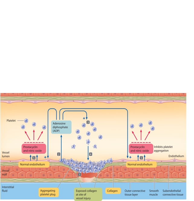    The accompanying figure relates to the formation of a platelet plug. Match the steps highlighted in the figure (steps 1-5)  with the statements using the letter key below. -activated platelets aggregate and attract more platelets A) Step 1 B) Step 2 C) Step 3 D) Step 4 E) Step 5