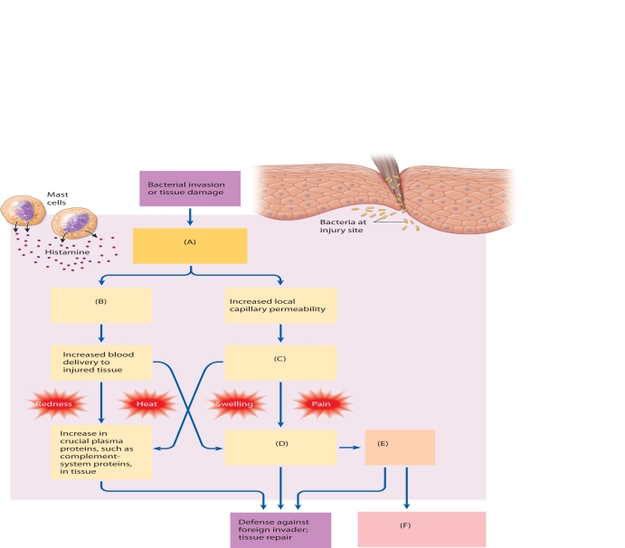    The following questions refer to the accompanying diagram of the manifestations of inflammation. Six of the manifestations have been removed and replaced with letters A-F. Match the letter with list of missing terms below to complete the diagram. -phagocytic secretions