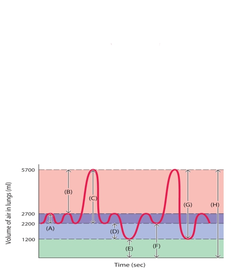    The following questions refer to the accompanying diagram of a normal spirogram. The wave labels have been removed and replaced with letters A-H. Match the letter with list of missing terms below to complete the diagram. -vital capacity