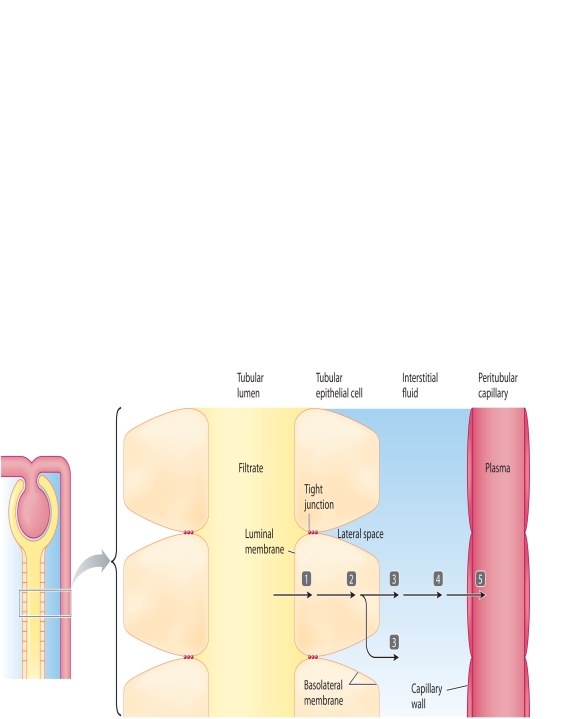 MATCHING: ART     The accompanying figure relates to the steps of transepithelial transport. The barriers a substance must cross are labeled in the diagram 1-5. Match the sequence of barriers crossed with the descriptions using the key below. -the cytosol A) Step 1 B) Step 2 C) Step 3 D) Step 4 E) Step 5