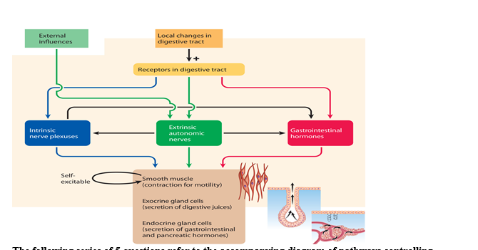 The following series of 5 questions refer to the accompanying diagram of pathways controlling digestive function. Use the diagram to help answer the questions.   -Changes in digestive function related to GIP and Gastrin are associated with: A)  external influences B)  local changes in the digestive tract C)  intrinsic nerve plexus D)  extrinsic autonomic nerves E)  gastrointestinal hormones