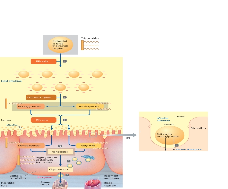 MATCHING: ART     The accompanying figure relates to lipid digestion and absorption. Match the steps highlighted in the figure (steps 1-8)  with the statements using the letter key below. -Micelles form containing end products of fat digestion A) Step 1 B) Step 2 C) Step 3 D) Step 4 E) Step 5 F) Step 6 G) Step 7 H) Step 8