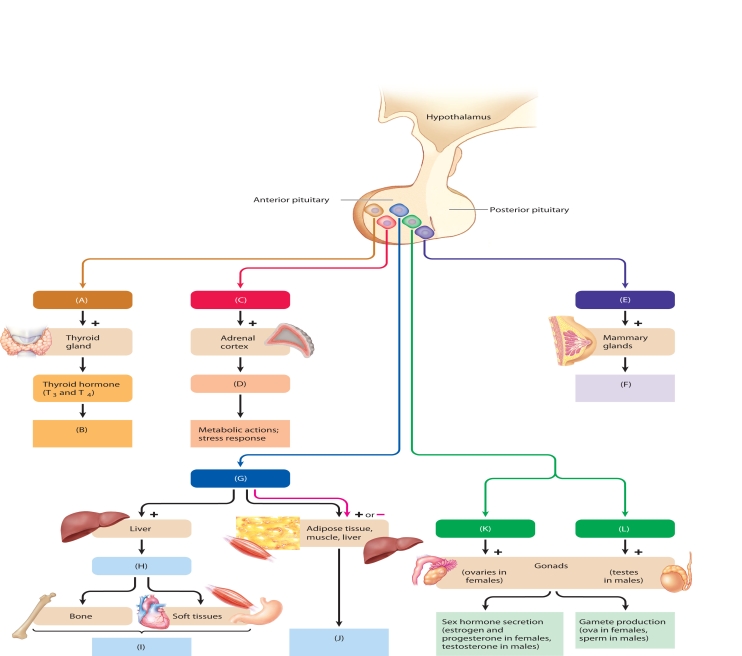MATCHING: ART     The following questions refer to the accompanying diagram of the function of the anterior pituitary hormones. Twelve of the hormones and actions have been removed and replaced with letters A-L. Match the letter with list of missing terms below to complete the diagram. -FSH