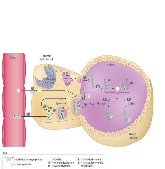    The accompanying figure relates to the synthesis of thyroid hormones. The basic steps in the reflex are labeled in the diagram 1-8b. Match the steps with the descriptions using the key below. -Coupling of one MIT and one DIT yields T3 A) Step 1 B) Step 2 C) Step 3 D) Step 4a E) Sep 4b F) Step 5a G) Step 5b H) Step 6 I) Step 7 J) Step 8a K) Step 8b