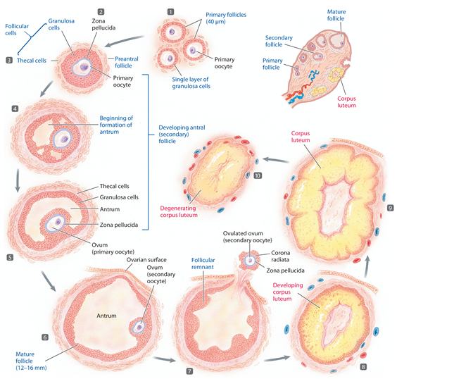 The following series of 6 questions refer to the accompanying diagram of the ovarian cycle.   -hCG plays a major role at which stage A)  9 B)  7 C)  5 D)  3