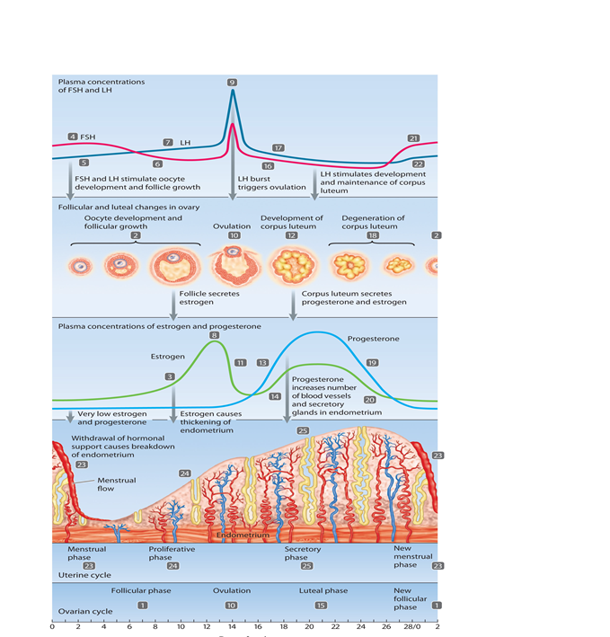The following series of 10 questions refer to the accompanying diagram of the uterine-ovarian-hormonal cycle.   -What triggers the events is steps 21 and 22? A)  rise in estrogen B)  fall in progesterone C)  pregnancy D)  ovulation E)  none of the above