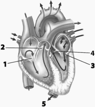 Use this figure to answer the corresponding questions. The structure labeled B   a. allows blood to pass into the ventricle  b. has de oxygenated blood flowing past it  c. is conne cted to chordae tendineae  d. all of these  e. none of these