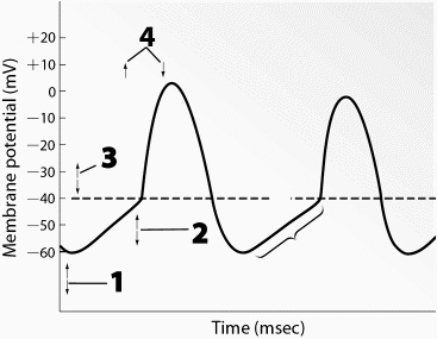 Use this figure to answer the corresponding questions. Identify the location(s) where fast calcium channels are open.    a.	1 and 2 b.	1 and 3 c.	2 and 3 d.	3 and 4 e.	4 only 