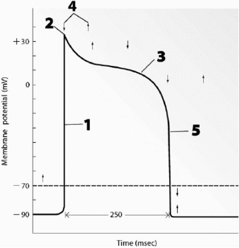 Use this figure to answer the corresponding questions. Identify the location(s) where slow calcium channels are open.    a.	1 only b.	1 and 2 c.	3 only d.	3 and 4 e.	These cells do not have slow calcium channels. 