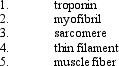<strong>Order the following muscle cell components from larger to smaller  </strong> A) 3, 4, 1, 5, 2 B) 1, 2, 3, 5, 4 C) 5, 4 ,3 , 1, 2 D) 5, 2, 3, 4, 1 E) 3, 4, 5, 2, 1 <div style=padding-top: 35px> 