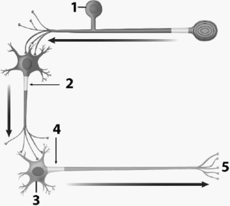 Use the figure above to answer the corresponding questions. Neurotransmitter is released from which site(s)?    a.	sites 1 and 3 b.	sites 2 and 4 only c.	sites 1, 4, and 5 d.	sites 2, 4, and 5 e.	site 5 only 
