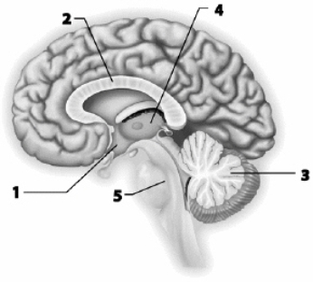 Use this figure to answer the corresponding questions. Which number identifies the structure that allows the right and left cerebral hemispheres to communicate with one another?    a.	1 b.	2 c.	3 d.	4 e.	5 