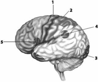 Use this figure to answer the corresponding questions. Which number identifies the region that allows a person to say the words in this question?    a.	1 b.	2 c.	3 d.	4 e.	5 