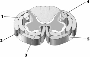 Use this figure to answer the corresponding questions. Which number identifies the tract that conducts impulses to neurons resulting in a person being able to raise the arm when asked to do so?    a.	1 b.	2 c.	3 d.	4 e.	5 