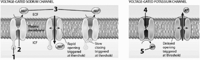 Use these figures to answer the corresponding questions. The structure labeled  1  is    a.	part of a chemically-gated channel b.	part of a mechanically-gated channel c.	the activation gate of a Na+ channel d.	part of a chemically-gated channel and the activation gate of a Na+ channel e.	none of these 