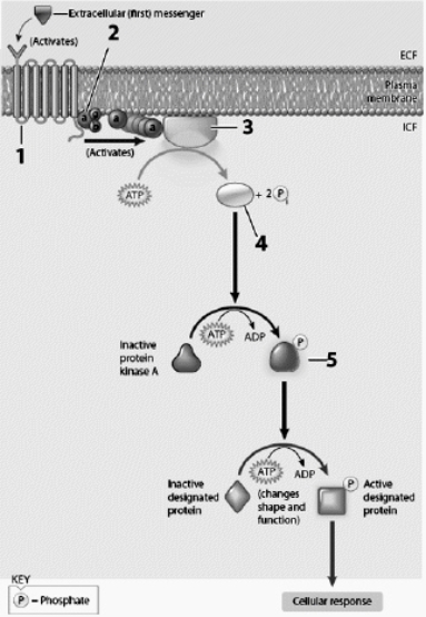 Use this figure to answer the corresponding questions. A second messenger is labeled   a. 1 b. 2 c. 3 d. 4 e. 5