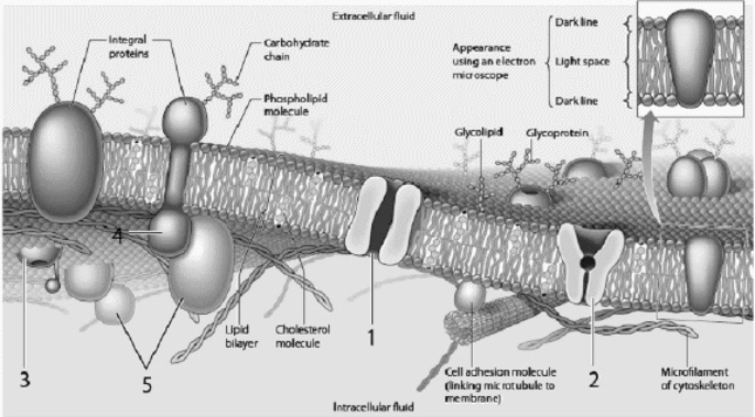 Use the figure above to answer the corresponding questions. Which protein could represent the GLUT protein in the membrane of an intestinal cell?   c. d.a. 1 b. 2 c. 3 d. 4 e. 5