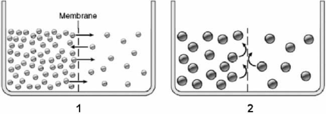 Use the figure above to answer the corresponding questions. Assume the membrane is always permeable to water. In beaker 2, the solution on the right side of the membrane    a.	has a higher osmolarity than the solution on the left side of the membrane b.	will gain water from the solution on the left side of the membrane c.	has a lower osmotic pressure than the solution on the left side of the membrane d.	has a higher osmolarity than the solution on the left side of the membrane and will gain water from the solution on the left side of the membrane e.	none of these 