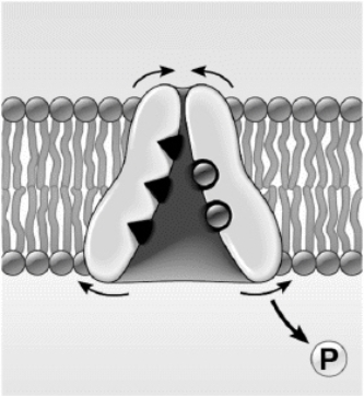Use the figure above to answer the corresponding questions. In this figure, the carrier is   a.	transporting Na+ ions into the ECF b.	transporting K+ ions into the ICF c.	about to become phosphorylated. d.	performing secondary active transport e.	transporting K+ ions into the ICF and performing secondary active transport 