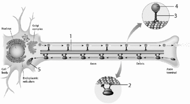  Use the figure above to answer the corresponding questions. The structure labeled  1     \begin{array}{ll} \text { a. } & \text { is a microfilament } \\ \text { b. } & \text { is made of actin } \\ \text { c. } & \text { originates at a centriole }\\ d.&\text { is a  highway  for myosin motor molecules }\\ e.&\text { all of these }\\ \end{array}