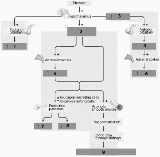 Use this figure to answer the corresponding questions. Pay close attention to the small arrows within each box on the figure when answering the questions below. What is labeled number 2? Be specific.   