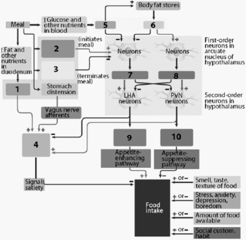 Use this figure to answer the corresponding questions. Based on the information provided in the figure, number 2 is ____________________, and it ultimately has a negative effect on the secretion of ____________________ (number 7).   
