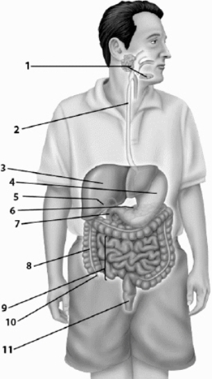 Use this figure to answer the corresponding questions. The hormone called secretin has a stimulatory effect on the ____________________ (labeled # ____) and the ____________________ (labeled # ____), but it has an inhibitory effect on the ____________________ (labeled # ____).   