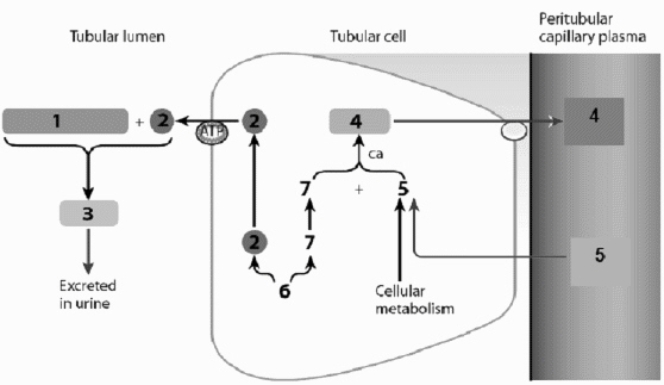 Use this figure to answer the corresponding questions. In this figure ____________________ is labeled number ____ and is being reabsorbed, while ____________________ labeled number ____ is being secreted.   