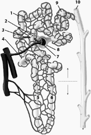  Match the number on the figure to the structure's location, and match the structure with all letters that correspond to appropriate functions. Some letters may be used more than once, or not at all. Read all statements to make sure you include all letters that apply.     \begin{array}{ll} (a)&\text {actively transports ions that increase the osmolarity of the fluid around the loop of Henle }\\ (b)&\text { also called the vasa recta }\\ (c)&\text { carries blood directly to the site of filtration}\\ (d)&\text {carriesblood out of the site of filtration }\\ (e)&\text { filters a proteinfree plasma into the tubular component}\\ (f)&\text {first to collect fluid that has been filtered }\\ (g)&\text {  permeable to solutes but not to water }\\ (h)&\text { permeable to water but not to solutes }\\ (i)&\text {site in nephron where aldosterone has its effect  }\\ (j)&\text { site of erythropoietin secretion}\\ (k)&\text { site of rerin secretion }\\ (l)&\text { sitewhere vasopressin has its major effect by causing insertion of aquaporins}\\ (m)&\text {  uncontrolled reabsorption and secretion of selected substance s occur here}\\ (n)&\text { variable, controlled reabsorption of  \mathrm{Na}^{+} and  <span class=