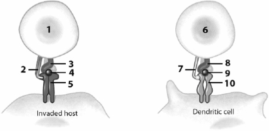 Use this figure to answer the corresponding questions. Number ____ identifies a helper T cell's co-receptor, called ____________________.   