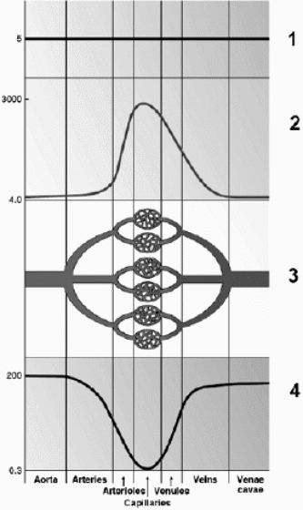Use this figure to answer the corresponding questions. Letter ____ identifies the total cross-sectional area in cm<sup>2</sup>.   a. 1 b. 2 c. 3 d. 4 e. none of these