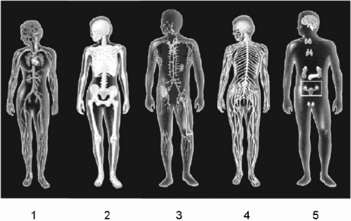 Use the figure above to answer the corresponding questions. Which number identifies the system that serves as the source of all blood cells?   a. 1 b. 2 c. 3 d. 4 e. 5
