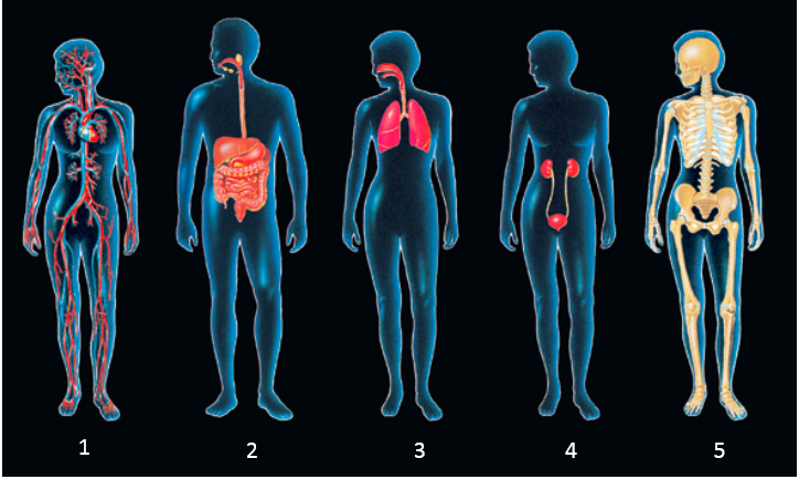 Figure 1-5    -Which numbered diagram shows the source of all blood cells?​ A) ​1 B) 2 C) 3 D) 4 E) ​5 F) 6