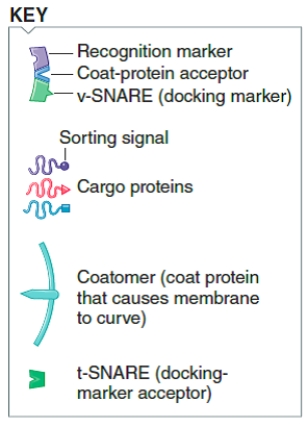 Figure 2-7 Answer the corresponding questions using the accompanying figure.        -At what numbered stage in the accompanying figure does the vesicle lose its coating,which exposes v-SNARE docking markers on the vesicle surface?​ A) ​1 B) 2 C) 3 D) 4 E) ​5