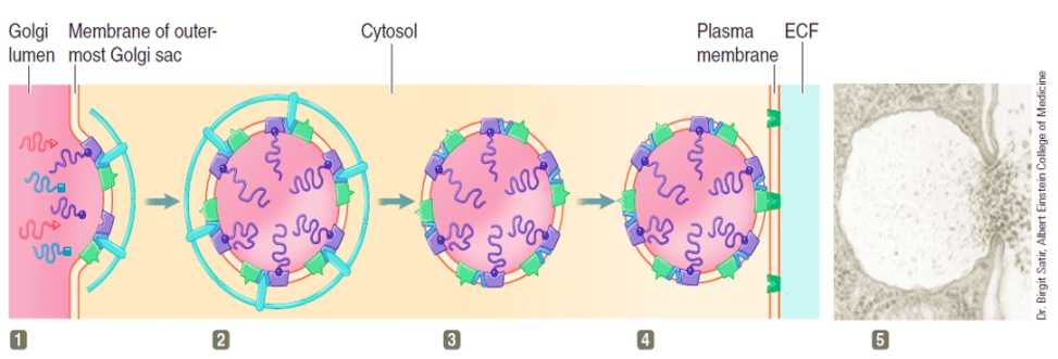 Figure 2-7 Answer the corresponding questions using the accompanying figure.        -At what numbered stage in the accompanying figure does the vesicle lose its coating,which exposes v-SNARE docking markers on the vesicle surface?​ A) ​1 B) 2 C) 3 D) 4 E) ​5