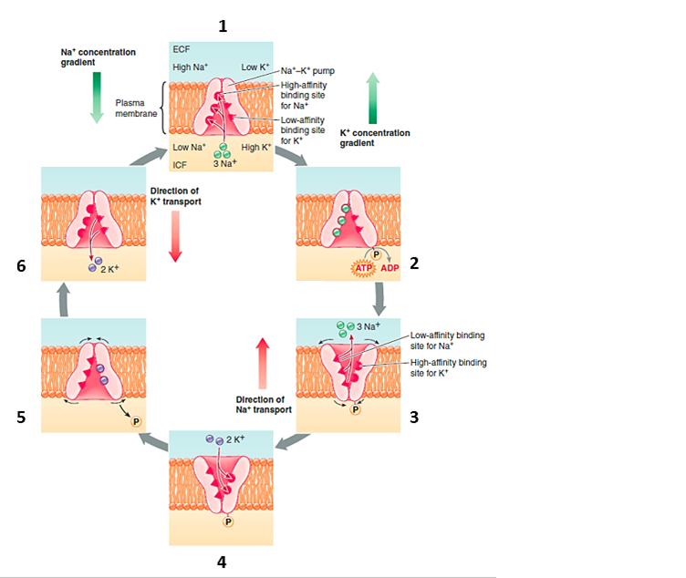 Figure 3-16 Answer the corresponding questions using the accompanying figure.    -Which labeled diagram depicts potassium being released into the ICF against its concentration gradient?​ A) ​1 B) 2 C) 3 D) 4 E) ​5 F) 6 