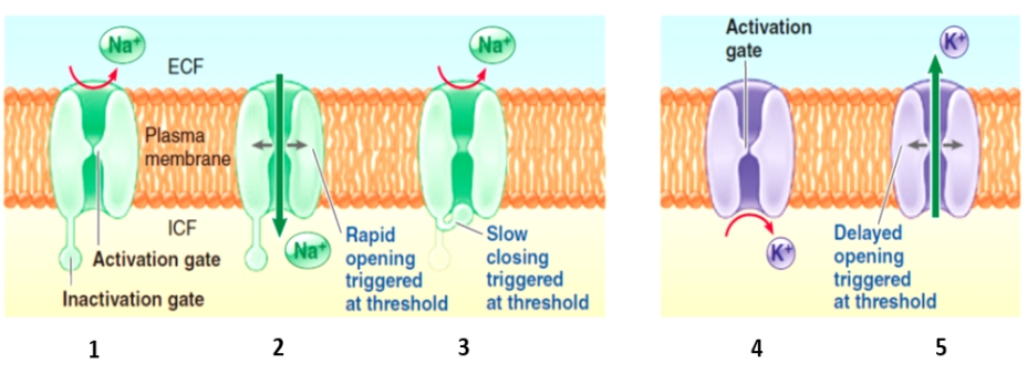 Figure 4-5 Use the accompanying diagram to answer the corresponding questions.    -Which number in the figure represents an open or activated voltage-gated sodium channel? A) ​1 B) 2 C) 3 D) 4 E) ​5
