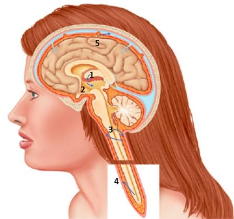 Figure 5-6 Answer the following questions using the accompanying figure.    -Which number in the accompanying figure shows where CSF circulates throughout the ventricles? A) ​1 B) 2 C) 3 D) 4 E) ​5