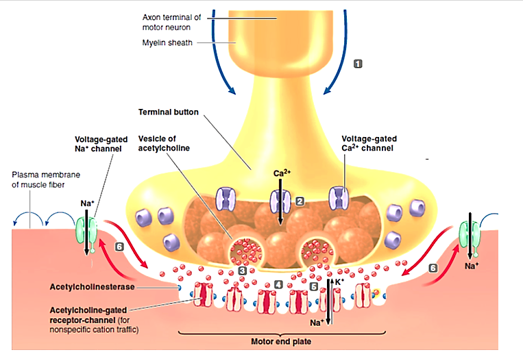 Figure 7-5 Answer the following questions using the accompanying figure    -Which number in the figure represents motor neuron propagation? A) ​1 B) 2 C) 3 D) 4 E) ​5 F) 6