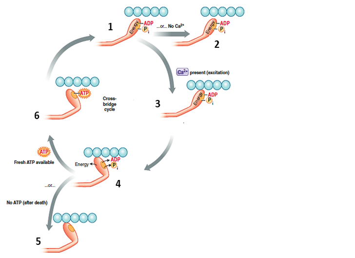 Figure 8-12 Answer the following questions using the accompanying figure.    -Which number in the accompanying figure represents the detachment stage of the cross-bridge cycle? A) ​1 B) 2 C) 3 D) 4 E) ​5   F) 8