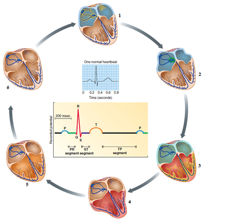 Figure 9-14 Use the figure above (Figure 9-14) to answer the corresponding questions.    -Which number in the figure represents the QRS complex (ventricular depolarization) ? A) ​1 B) 2 C) 3 D) 4 E) ​5 F) 6
