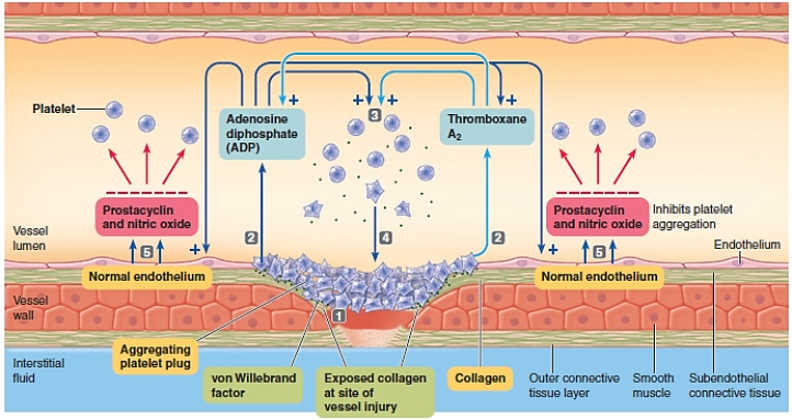 Figure 11-11 Use the figure above (Figure 11-11) to answer the corresponding questions.​    -Which number in the figure represents activated platelets releasing ADP and thromboxane A2? A) ​1 B) 2 C) 3 D) 4 E) ​5