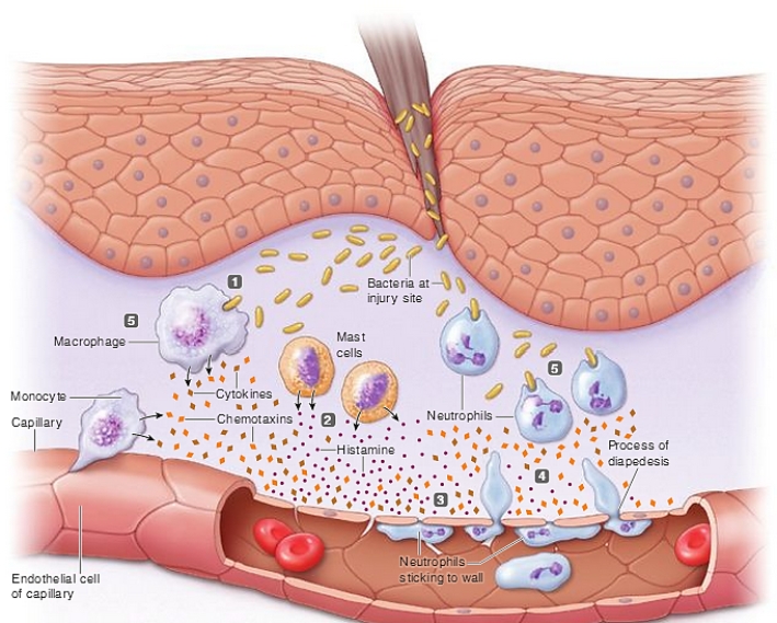 Figure12-2 Use the figure above (Figure12-2) to answer the corresponding questions.​    -Which number in the figure represents monocyte-derived macrophages,which engulf pathogens and destroy them?​ A) ​1 B) 2 C) 3 D) 4 E) ​5