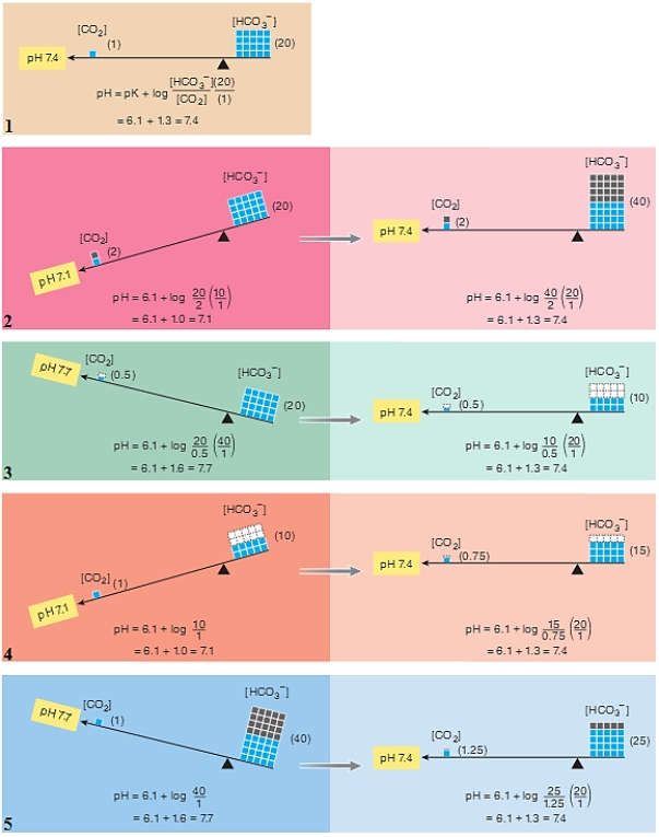 Figure 15-13 Use the figure above (Figure 15-13) to answer the corresponding questions.    -Which number in the figure represents metabolic acidosis?​ A) 1 B) 2 C) 3 D) 4 E) ​5