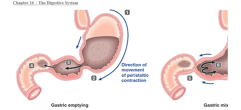 Figure 16-7 Use the figure above (Figure 16-7) to answer the corresponding questions.    -Which number in the figure represents retropulsion of chyme?​ A) ​1 B) 2 C) 3 D) 4 E) ​5 F) 6