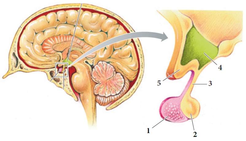 Figure 18-3 Use the figure above (Figure 18-3) to answer the corresponding questions.​    -Which number in the figure represents the posterior lobe of the pituitary gland?​ A) ​1 B) 2 C) 3 D) 4 E) ​5